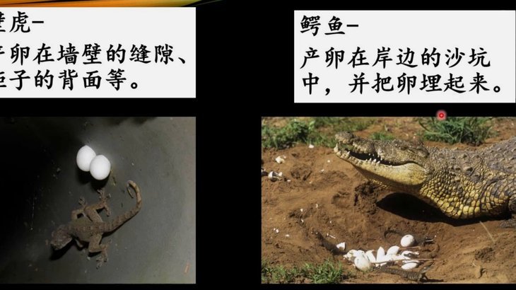 全世界业内人都知道董路是杀鸡取卵，但他迎合了一个国家的价值观
